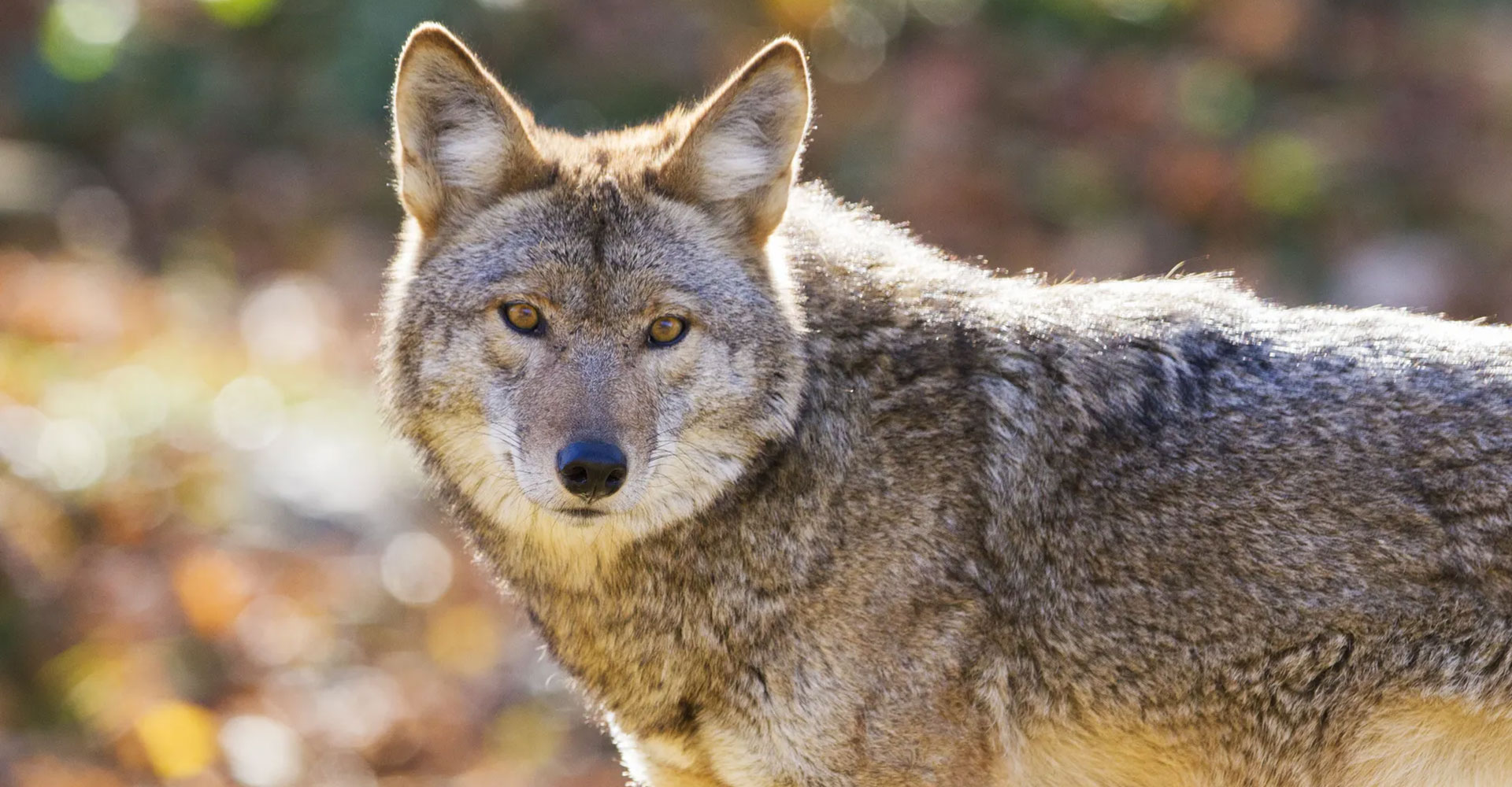 Coyotes in the Parks and Residential Neighborhoods
